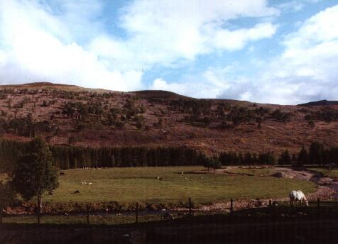 Looking across the glen from the croft