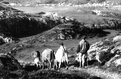 Bringing in the cows for morning milking