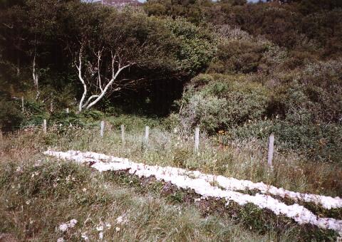 Fleece as a mulch for the willow bed