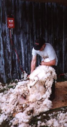 Another lucky sheep is relieved of her fleece...