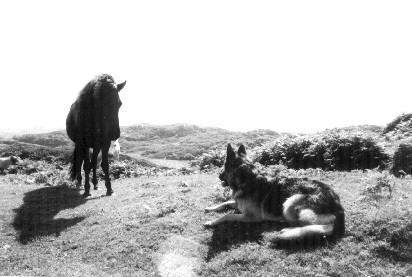 Poppy meets an Icelandic horse in Assynt